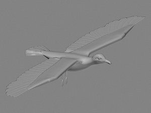 3d birds seagull
