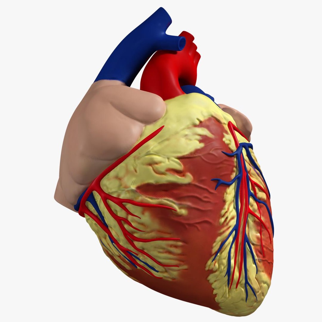 3d anatomy human heart https://p.turbosquid.com/ts-thumb/ym/kVLag0/1YDsEKm3/image1/jpg/1427641613/1920x1080/fit_q87/9394098e2257ac09ee99d7425236d6ca05c34103/image1.jpg