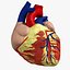 Human Heart closed
