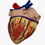 Human Heart closed