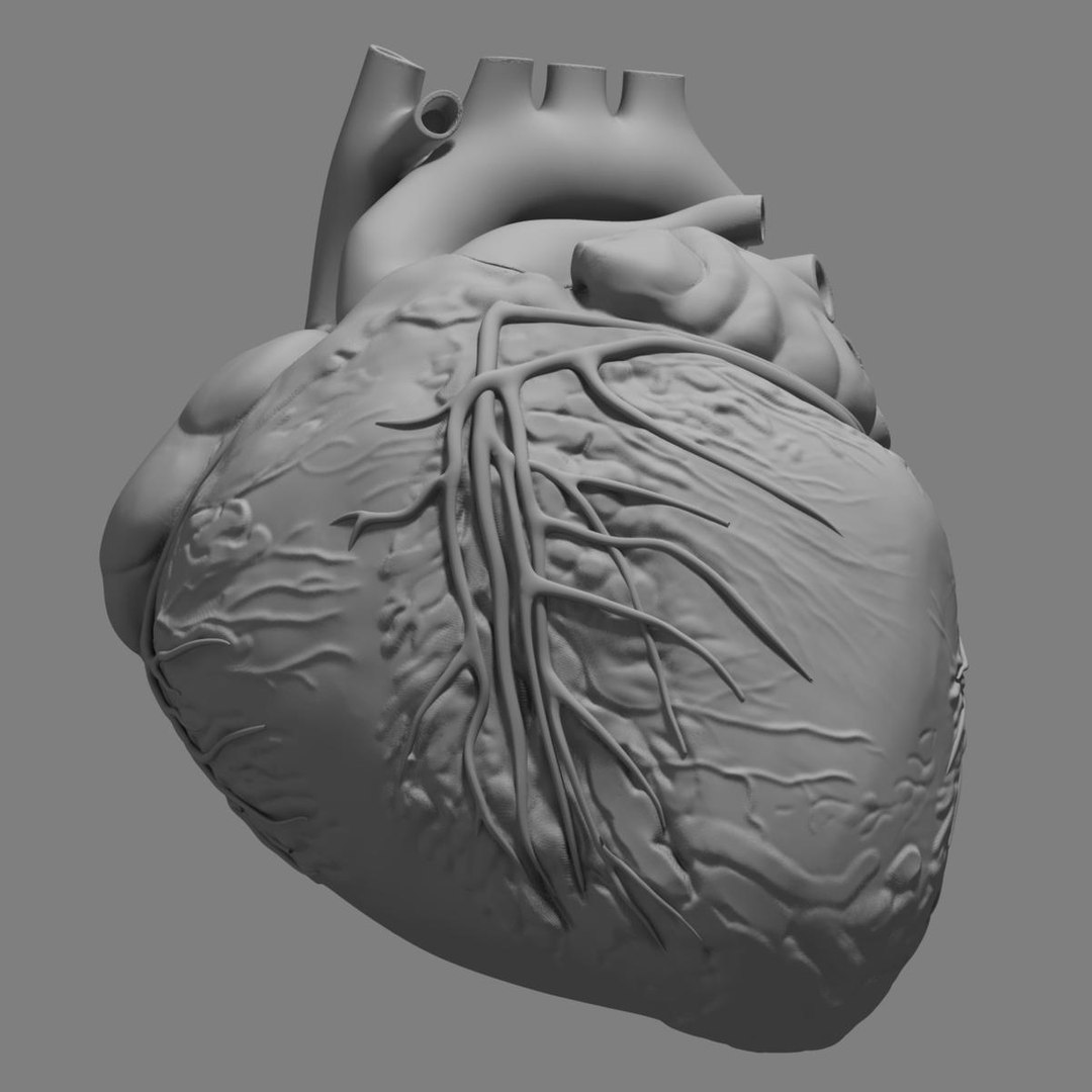 3d anatomy human heart https://p.turbosquid.com/ts-thumb/ym/kVLag0/FckaphEq/grayscale_image8/jpg/1427642451/1920x1080/fit_q87/4968ab8d71f4ac7edabc4c4b2ebebb5f1102745c/grayscale_image8.jpg