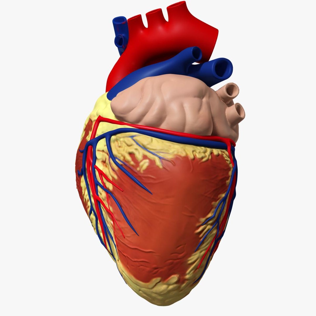 3d anatomy human heart https://p.turbosquid.com/ts-thumb/ym/kVLag0/GHEldWZC/image6/jpg/1427642189/1920x1080/fit_q87/40d58576837b4266ffcf19b5e2a14022262917a9/image6.jpg