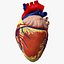 Human Heart closed