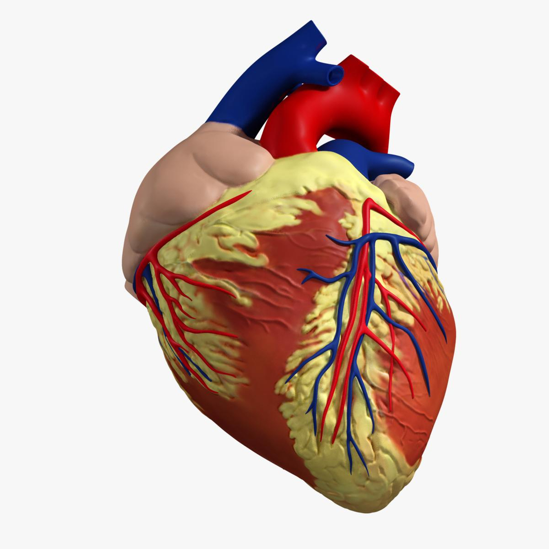 3d anatomy human heart https://p.turbosquid.com/ts-thumb/ym/kVLag0/Mpc46imE/image/jpg/1427642315/1920x1080/turn_fit_q99/f0c71da344c13270bdeb56996b82ccc6a4b6a2bc/image-1.jpg