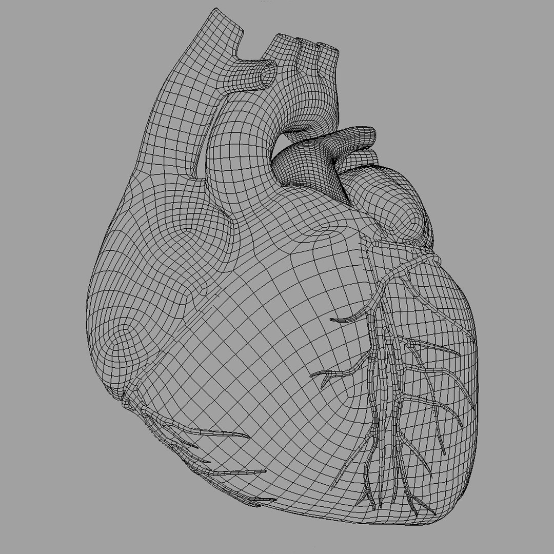 3d anatomy human heart https://p.turbosquid.com/ts-thumb/ym/kVLag0/SnbuBwN0/wireframe_image2/jpg/1427642586/1920x1080/fit_q87/46fe106f726077a38bd450bf1bd369f19070fb46/wireframe_image2.jpg