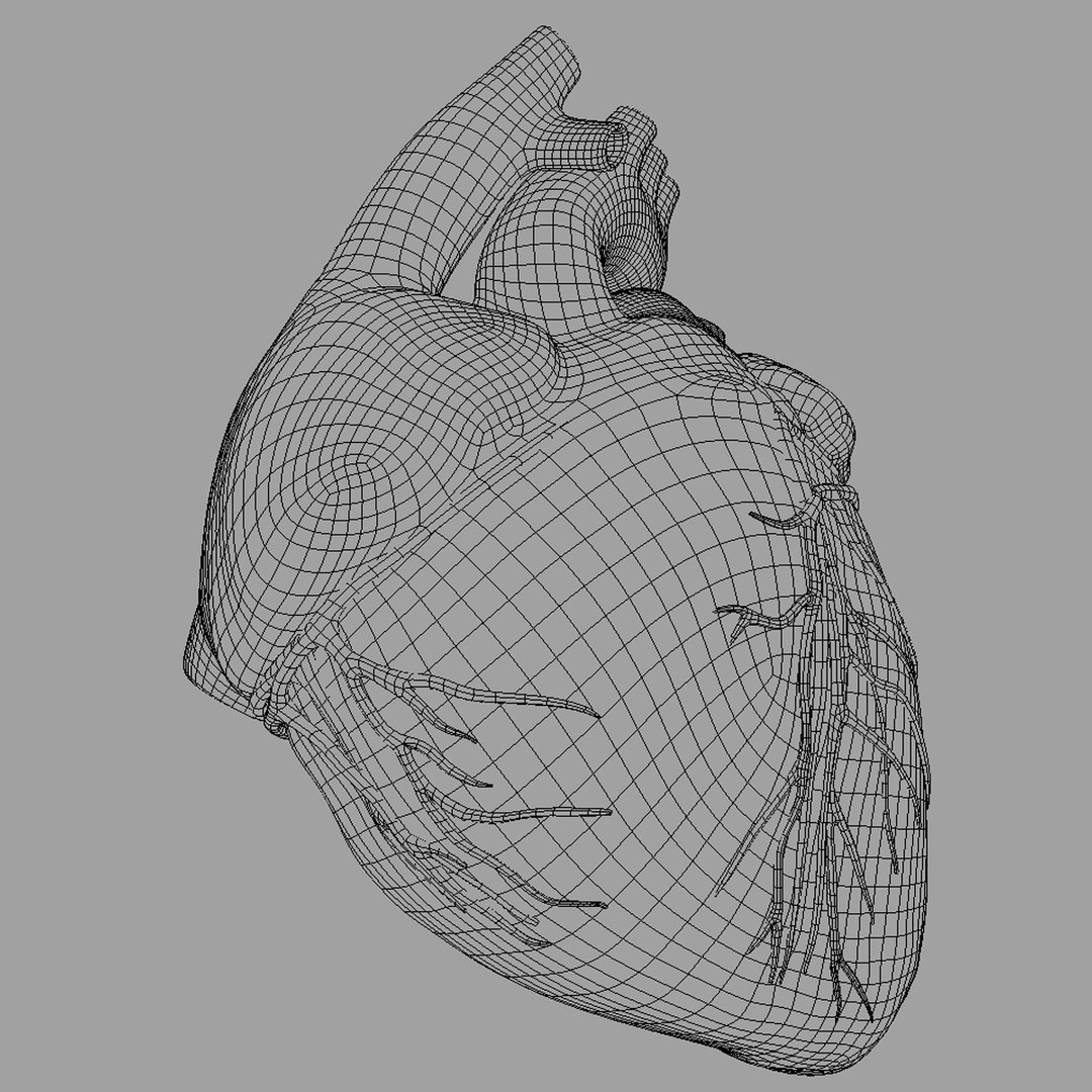 3d anatomy human heart https://p.turbosquid.com/ts-thumb/ym/kVLag0/T2Gs1kM0/wireframe_image1/jpg/1427642336/1920x1080/fit_q87/e6822183fb5bd1beca867982ce3b721ea338449e/wireframe_image1.jpg