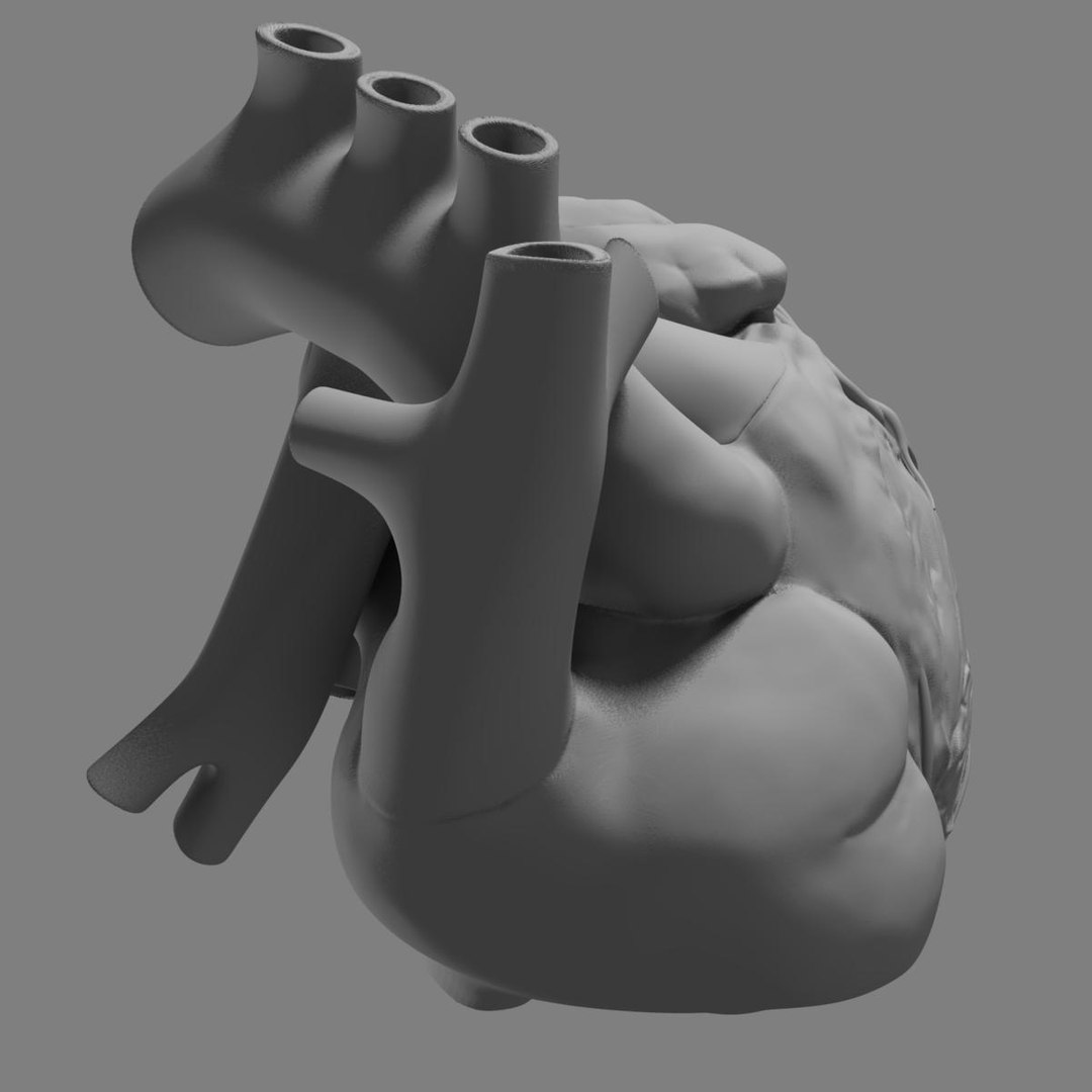 3d anatomy human heart https://p.turbosquid.com/ts-thumb/ym/kVLag0/T7g1pa2h/grayscale_image7/jpg/1427642451/1920x1080/fit_q87/81058a5b645008da686651c543c5eecf42da7f0c/grayscale_image7.jpg