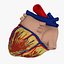 Human Heart closed