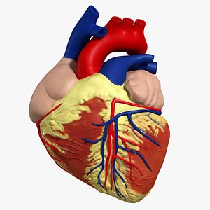 3d anatomy human heart