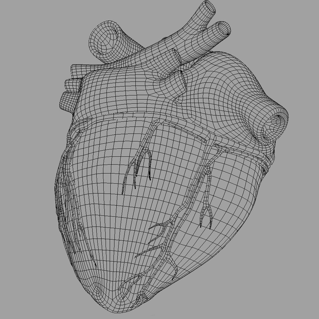 3d anatomy human heart https://p.turbosquid.com/ts-thumb/ym/kVLag0/uVbWu4gY/wireframe_image5/jpg/1427642586/1920x1080/fit_q87/d6c6f6909b3ff22a337740fd26f575c1233f68ac/wireframe_image5.jpg