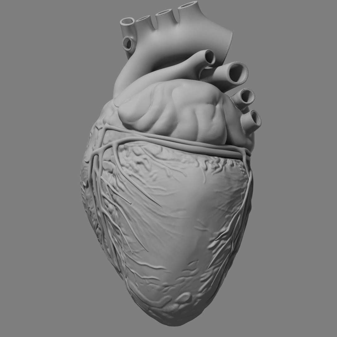 3d anatomy human heart https://p.turbosquid.com/ts-thumb/ym/kVLag0/zVaZgUWr/grayscale_image6/jpg/1427642451/1920x1080/fit_q87/ad5ec9ac23966d52a675b51cd8ceee2cfc0b33ee/grayscale_image6.jpg