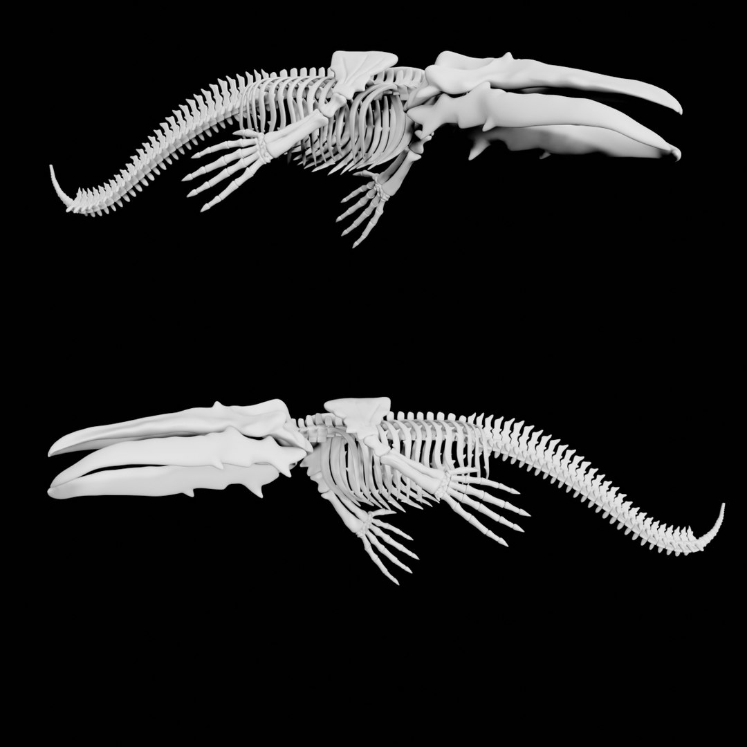 3D Rigged Whale Skeleton - TurboSquid 1842024