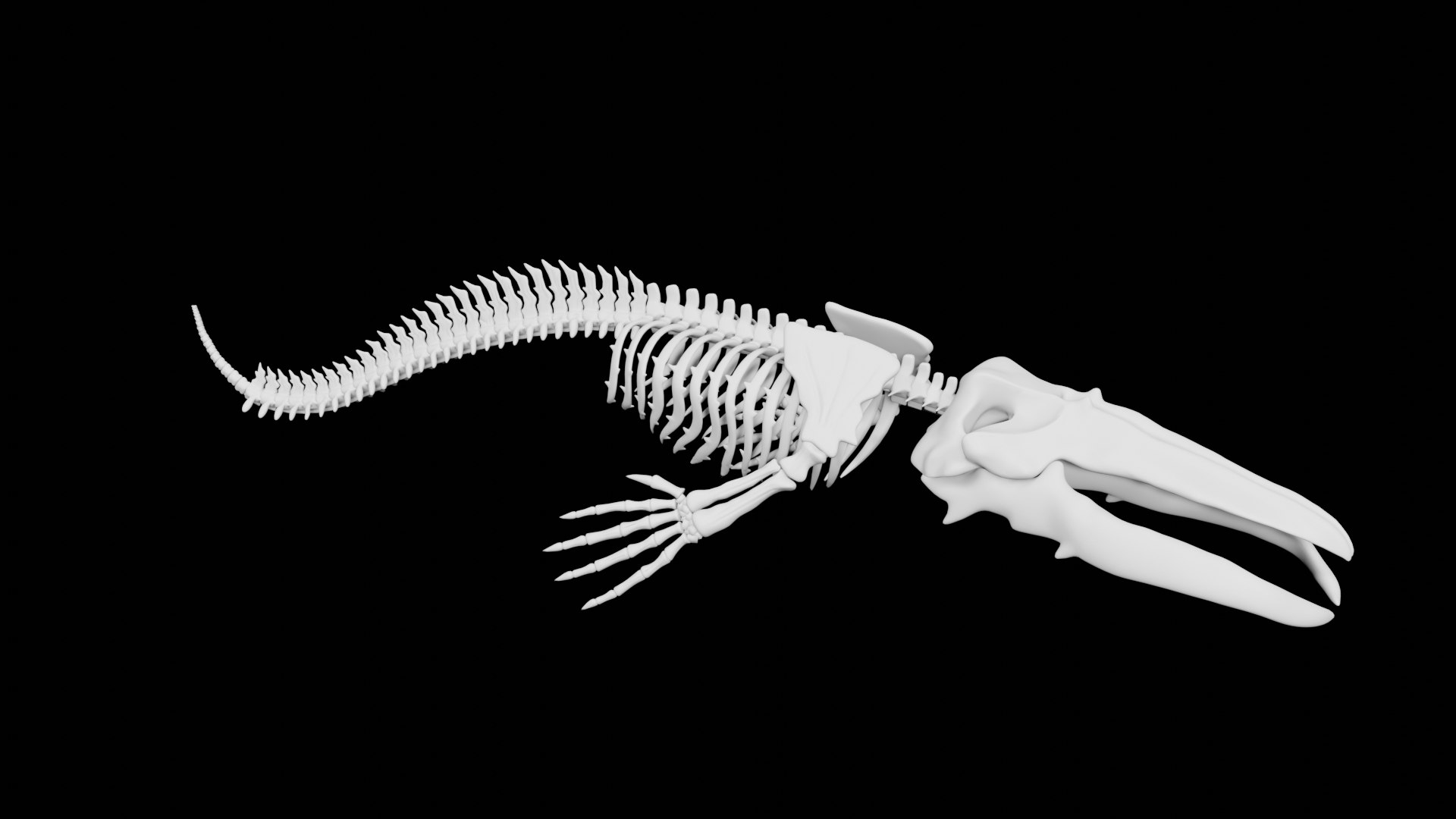 3d Rigged Whale Skeleton - Turbosquid 1842024