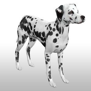 Dalmatian Rig