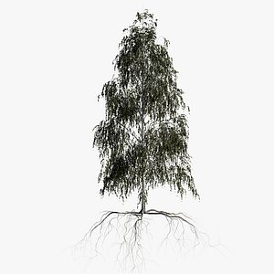 birch summer 3 3D