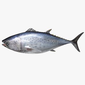 TUNA FISH Rigged  L1568 3D