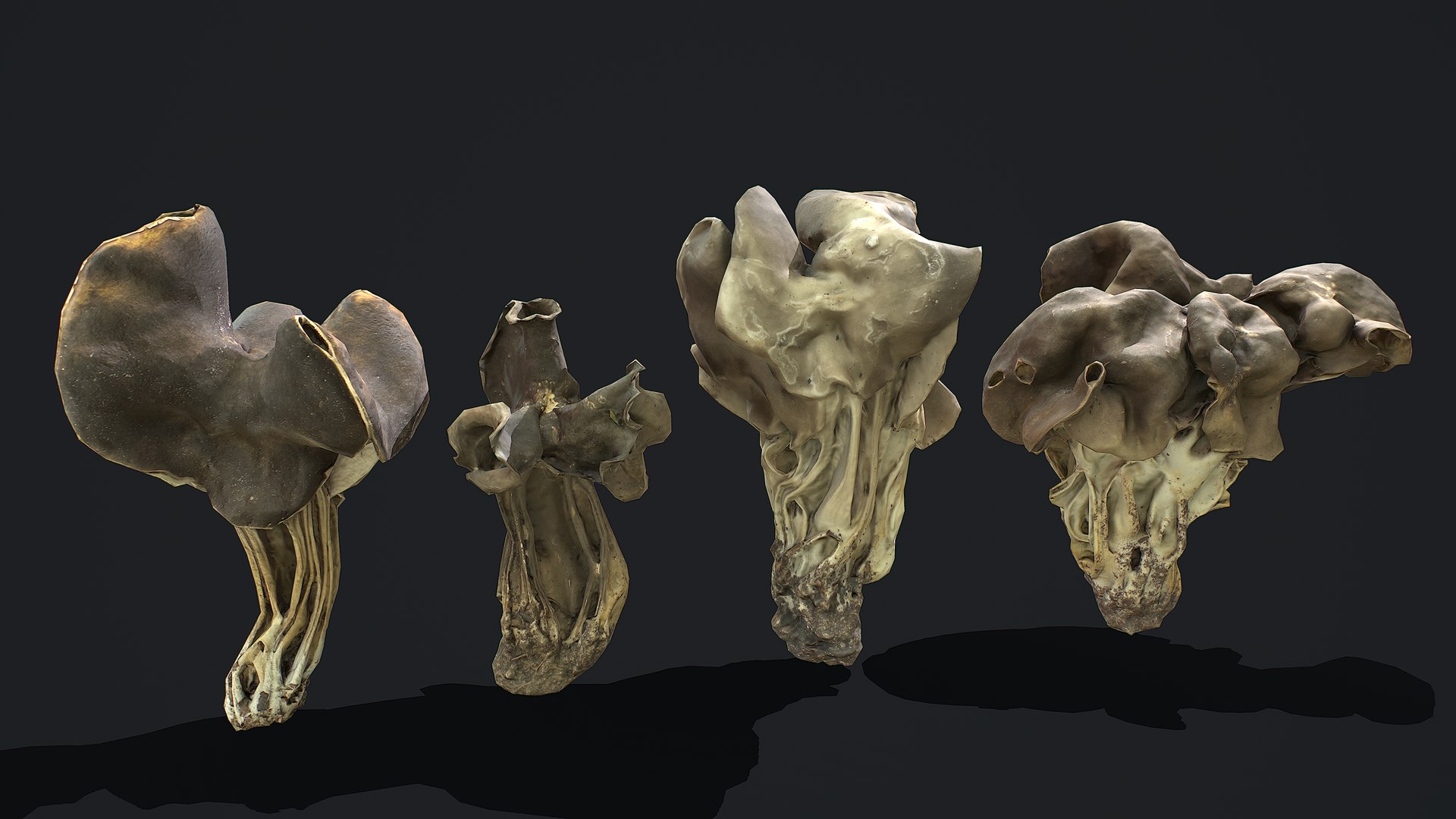 ready helvella lacunosa fungi 3D model https://p.turbosquid.com/ts-thumb/yn/HfSk6q/MIhtSxCJ/1/png/1591658095/1920x1080/fit_q87/845d70e96cdeb7a3fc444378cf2947e30712026d/1.jpg