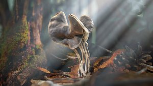 ready helvella lacunosa fungi 3D model