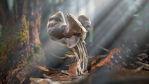 Realistic Forest Mushrooms - Helvella Lacunosa Fungi
