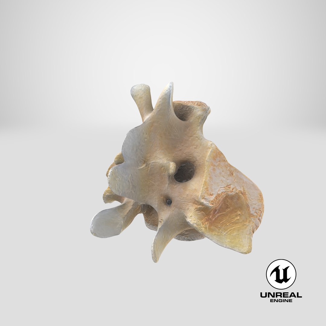 Kangaroo Red Necked Wallaby Sacrum model https://p.turbosquid.com/ts-thumb/yn/Il3Efw/3w/stemcell_unreal_render/png/1701684418/1920x1080/fit_q87/b7576fa1be97334d69385a9b1e44e7075ebf1fb4/stemcell_unreal_render.jpg