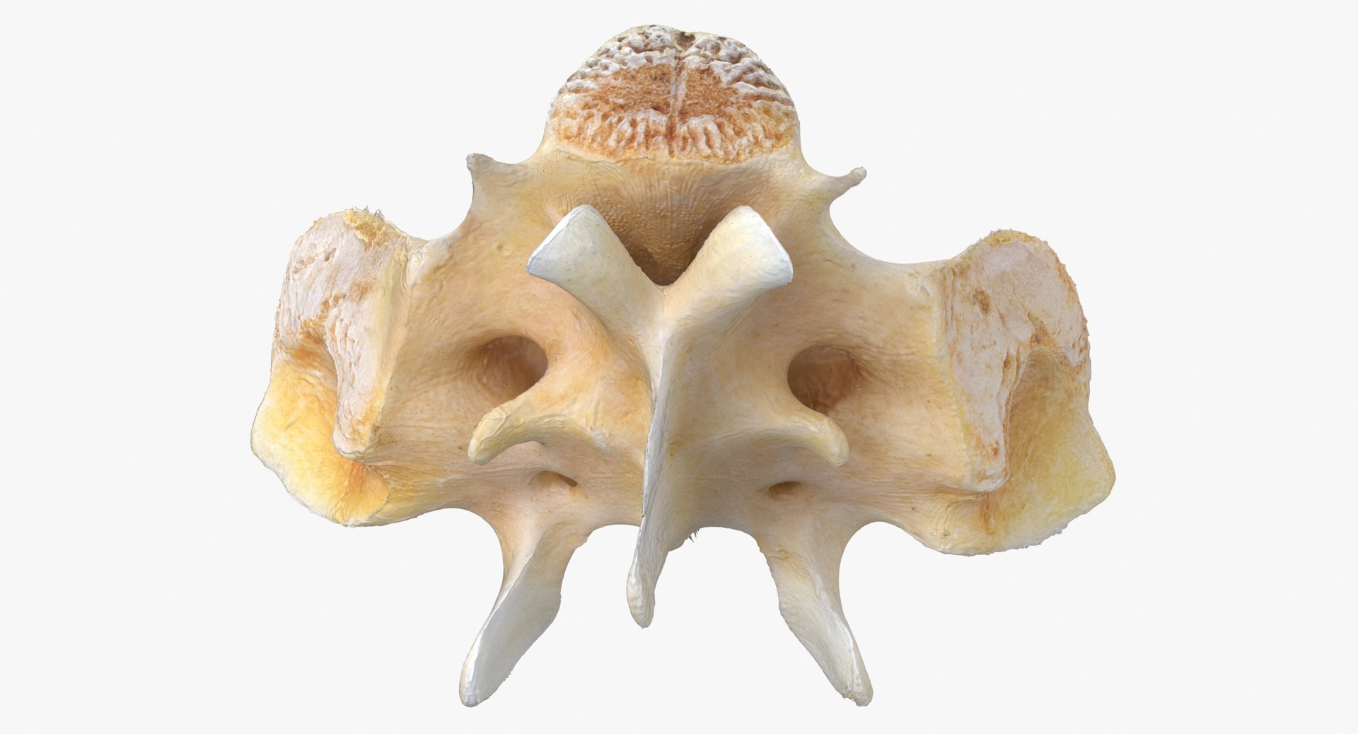 Kangaroo Red Necked Wallaby Sacrum model https://p.turbosquid.com/ts-thumb/yn/Il3Efw/6T/kangaroo_red_necked_wallaby_sacrum_thumbnail_0008/jpg/1695824498/1920x1080/fit_q87/d06c0f8f69f052332cd7f0e5ca7e05b12e35dafe/kangaroo_red_necked_wallaby_sacrum_thumbnail_0008.jpg