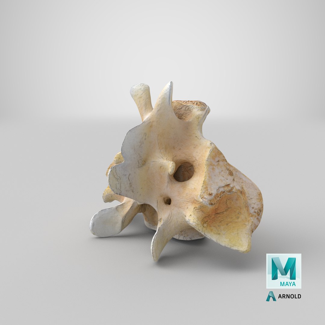 Kangaroo Red Necked Wallaby Sacrum model https://p.turbosquid.com/ts-thumb/yn/Il3Efw/DB/stemcell_maya_arnold_render/png/1701684412/1920x1080/fit_q87/088bd638a8ee0633ffe3934259e4f7acb03645bd/stemcell_maya_arnold_render.jpg