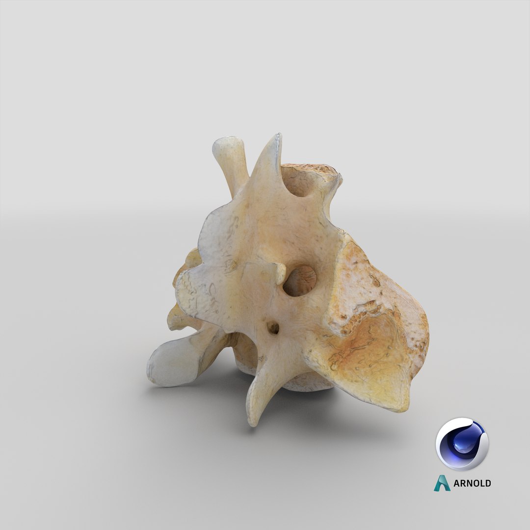 Kangaroo Red Necked Wallaby Sacrum model https://p.turbosquid.com/ts-thumb/yn/Il3Efw/F5/stemcell_cinema_4d_arnold_render/png/1701684422/1920x1080/fit_q87/844477e93427c7032c2706daf5c13f22b0d9712b/stemcell_cinema_4d_arnold_render.jpg