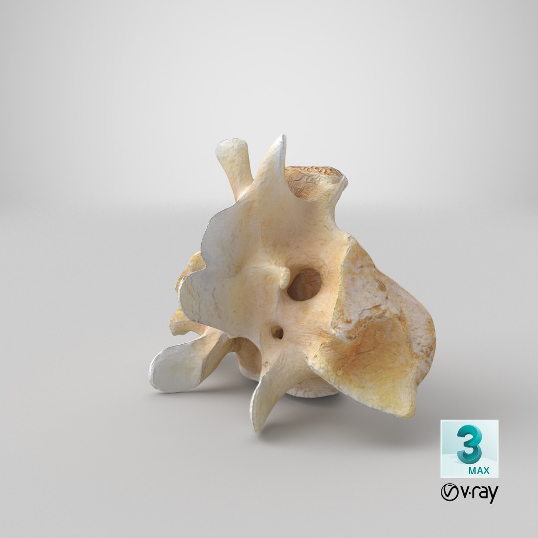 Kangaroo Red Necked Wallaby Sacrum model https://p.turbosquid.com/ts-thumb/yn/Il3Efw/QL/stemcell_max_vray_render/png/1701684414/1920x1080/fit_q87/2a7c3933641dda9b0f81bb90b51e68dc71c988af/stemcell_max_vray_render.jpg