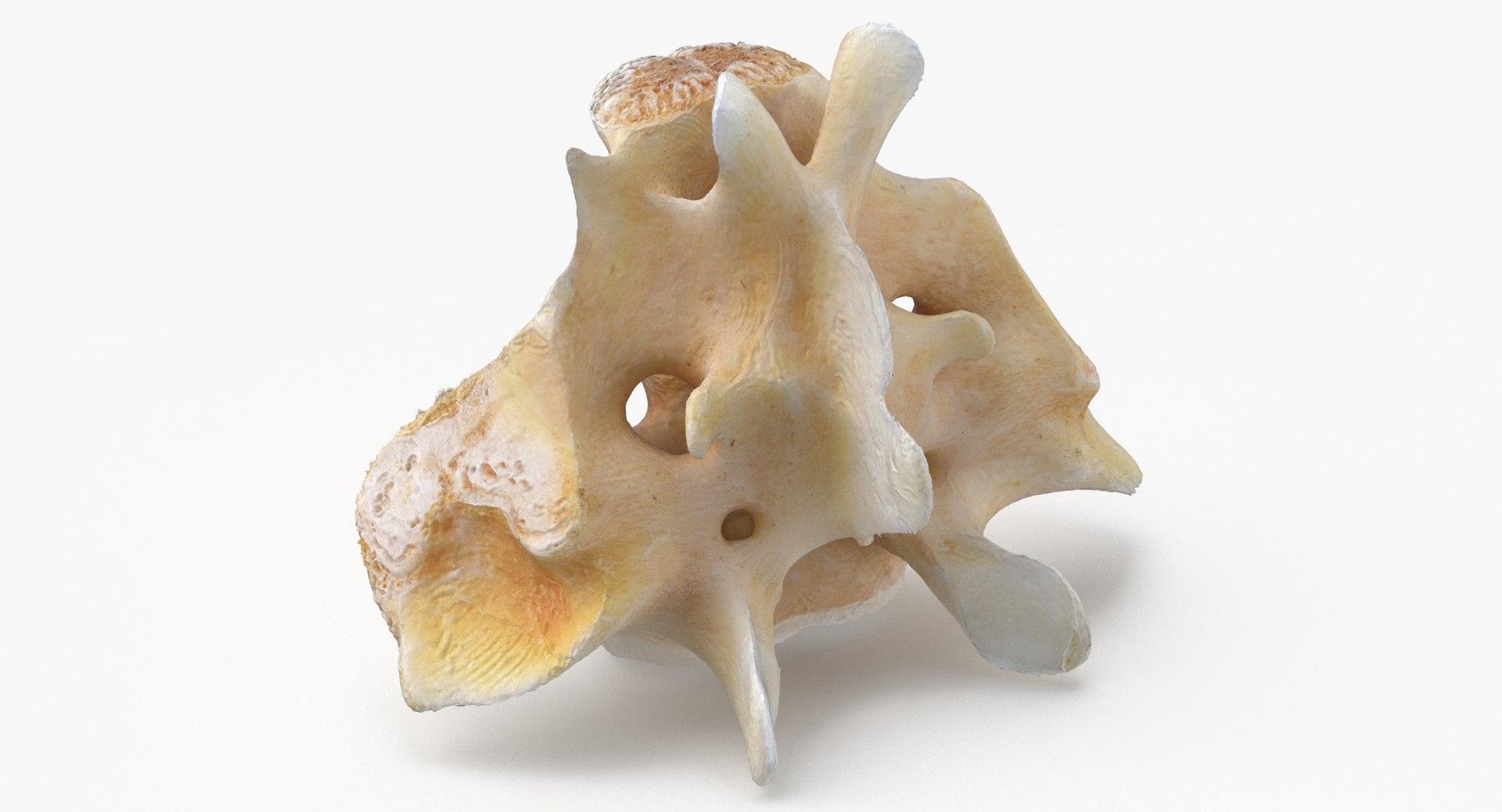 アカクビワラビー 頭骨 アカクビワラビー 頭骨 アカクビワラビー 頭骨 アカクビワラビー Red