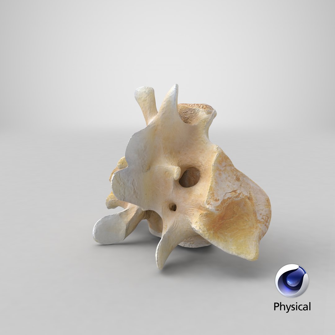 Kangaroo Red Necked Wallaby Sacrum model https://p.turbosquid.com/ts-thumb/yn/Il3Efw/p4/stemcell_cinema_4d_physical_render/png/1701684424/1920x1080/fit_q87/dd548308018dcc7681673e8954d7d33805fe53df/stemcell_cinema_4d_physical_render.jpg