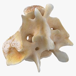 Kangaroo Red Necked Wallaby Sacrum