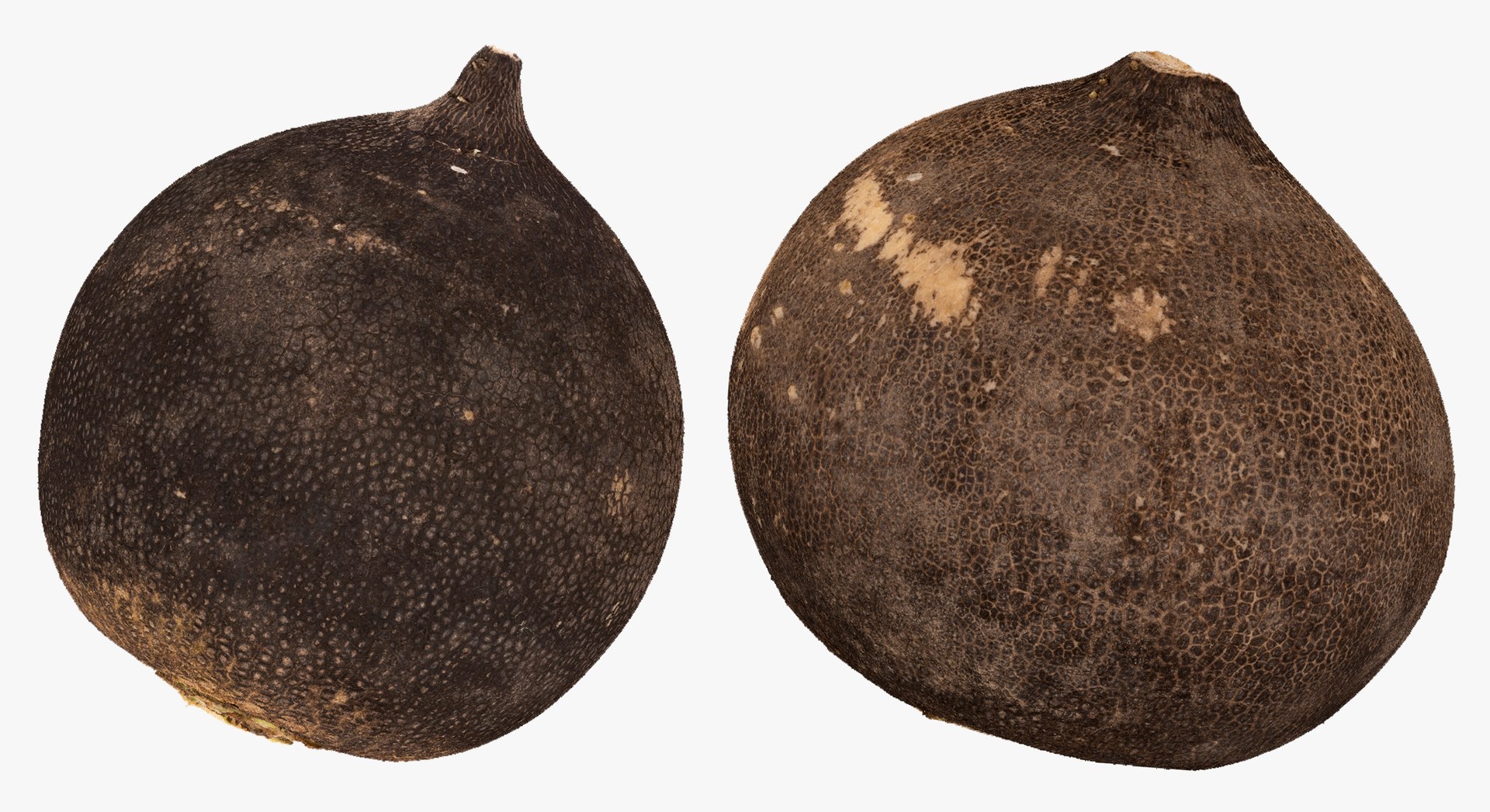 3D Turnips Black Collection 03 - 2 models RAW Scans model https://p.turbosquid.com/ts-thumb/yn/ORzuGj/3Z/47a/jpg/1641458418/1920x1080/fit_q87/a6c83332402d4ed2f439d72efa10c2705e118283/47a.jpg