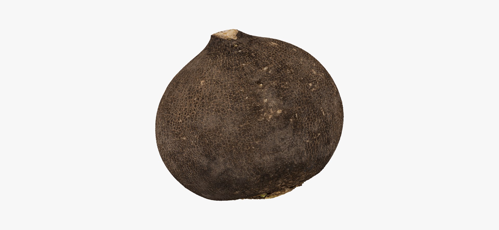 3D Turnips Black Collection 03 - 2 models RAW Scans model https://p.turbosquid.com/ts-thumb/yn/ORzuGj/6T/turnipblack05thumbnail04/jpg/1641458419/1920x1080/fit_q87/abb5e4dd56f9e581b017412505d0b8d19841bf06/turnipblack05thumbnail04.jpg