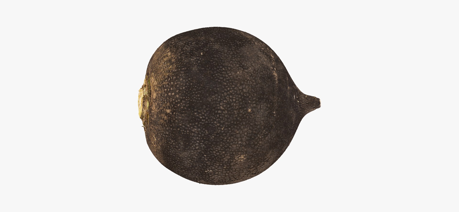 3D Turnips Black Collection 03 - 2 models RAW Scans model https://p.turbosquid.com/ts-thumb/yn/ORzuGj/H5/turnipblack06thumbnail11/jpg/1641458420/1920x1080/fit_q87/4536fd70856ede98cf446e68b81b213bf872e9aa/turnipblack06thumbnail11.jpg