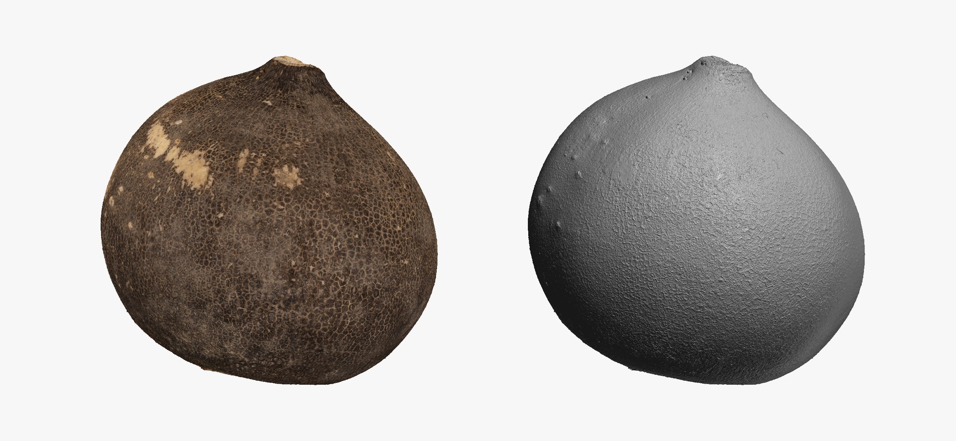 3D Turnips Black Collection 03 - 2 models RAW Scans model https://p.turbosquid.com/ts-thumb/yn/ORzuGj/Ob/turnipblack05thumbnail03/jpg/1608113064/1920x1080/fit_q87/387f0e3ad78ffc3c8ea6c7c37d392e89adc486cf/turnipblack05thumbnail03.jpg