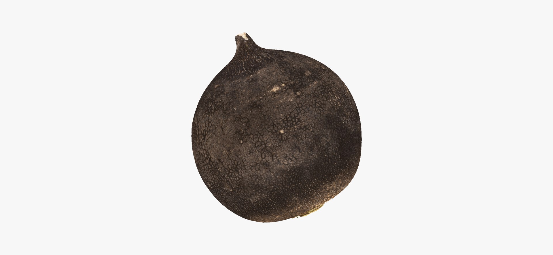 3D Turnips Black Collection 03 - 2 models RAW Scans model https://p.turbosquid.com/ts-thumb/yn/ORzuGj/XA/turnipblack06thumbnail04/jpg/1641458418/1920x1080/fit_q87/de3792a70376daa589b03617a42332ad15cb4533/turnipblack06thumbnail04.jpg