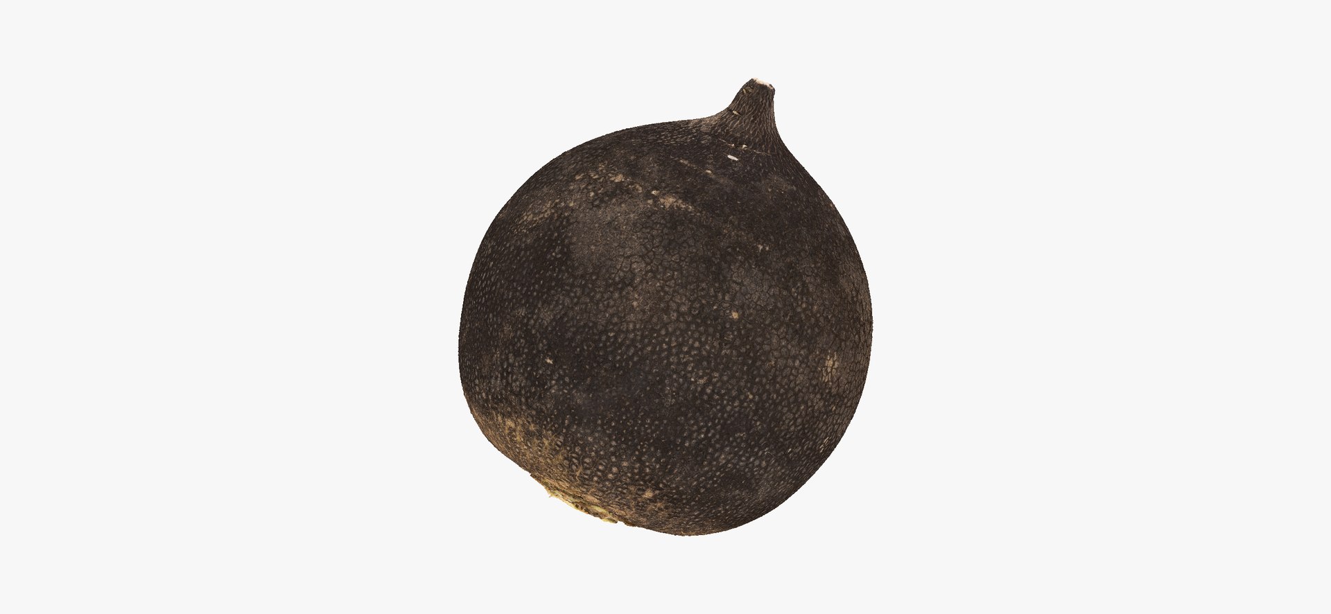 3D Turnips Black Collection 03 - 2 models RAW Scans model https://p.turbosquid.com/ts-thumb/yn/ORzuGj/h7/turnipblack06thumbnail01/jpg/1641458418/1920x1080/fit_q87/77421fc4653b1da7e3352a51c5ec91ede93d2f47/turnipblack06thumbnail01.jpg