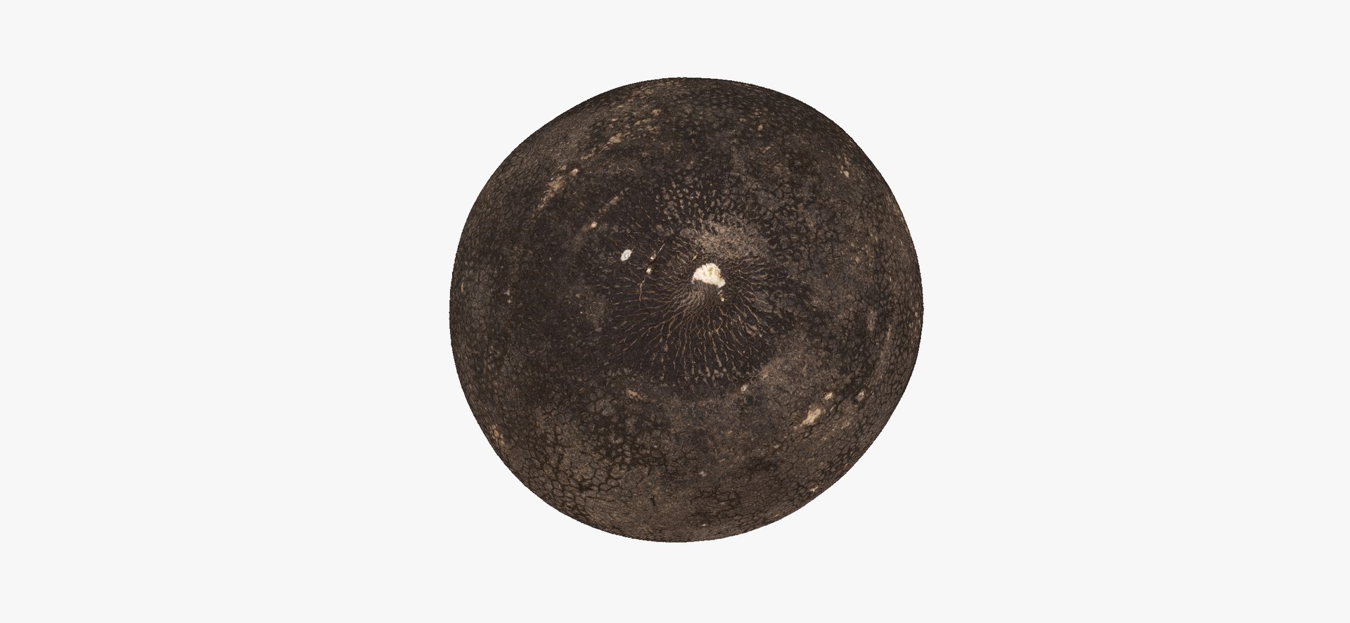 3D Turnips Black Collection 03 - 2 models RAW Scans model https://p.turbosquid.com/ts-thumb/yn/ORzuGj/qh/turnipblack06thumbnail07/jpg/1641458420/1920x1080/fit_q87/17e8cdb2b6e059c87c09ee3559dd34f006e75536/turnipblack06thumbnail07.jpg