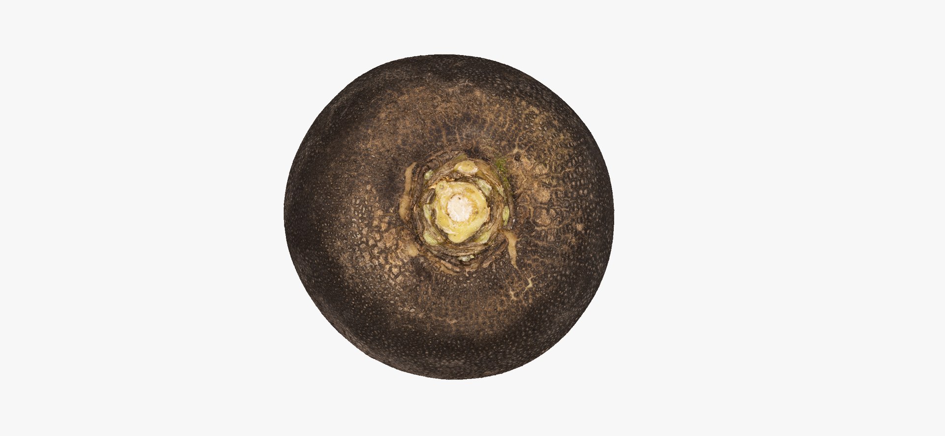 3D Turnips Black Collection 03 - 2 models RAW Scans model https://p.turbosquid.com/ts-thumb/yn/ORzuGj/yN/turnipblack06thumbnail09/jpg/1641458419/1920x1080/fit_q87/7e5061fb1d16f241a7b4c10e5a9f71ab29e92a02/turnipblack06thumbnail09.jpg