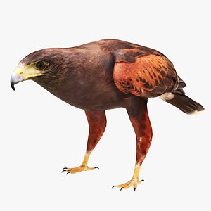 3D Harris Hawk model