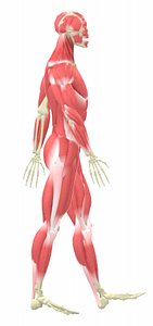 3d max human male rigged muscular