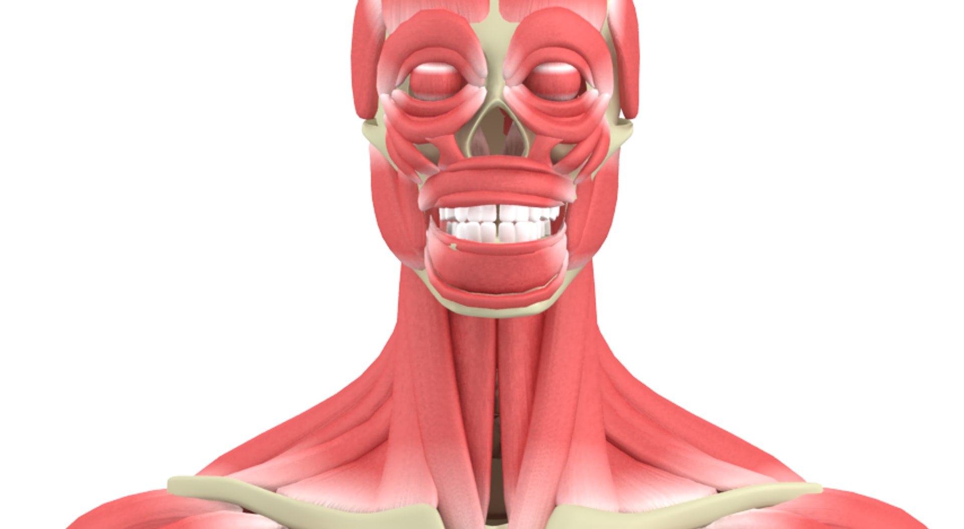 3d Max Human Male Rigged Muscular