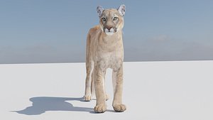 Mountain Lion Model