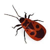 pyrrhocoris apterus
