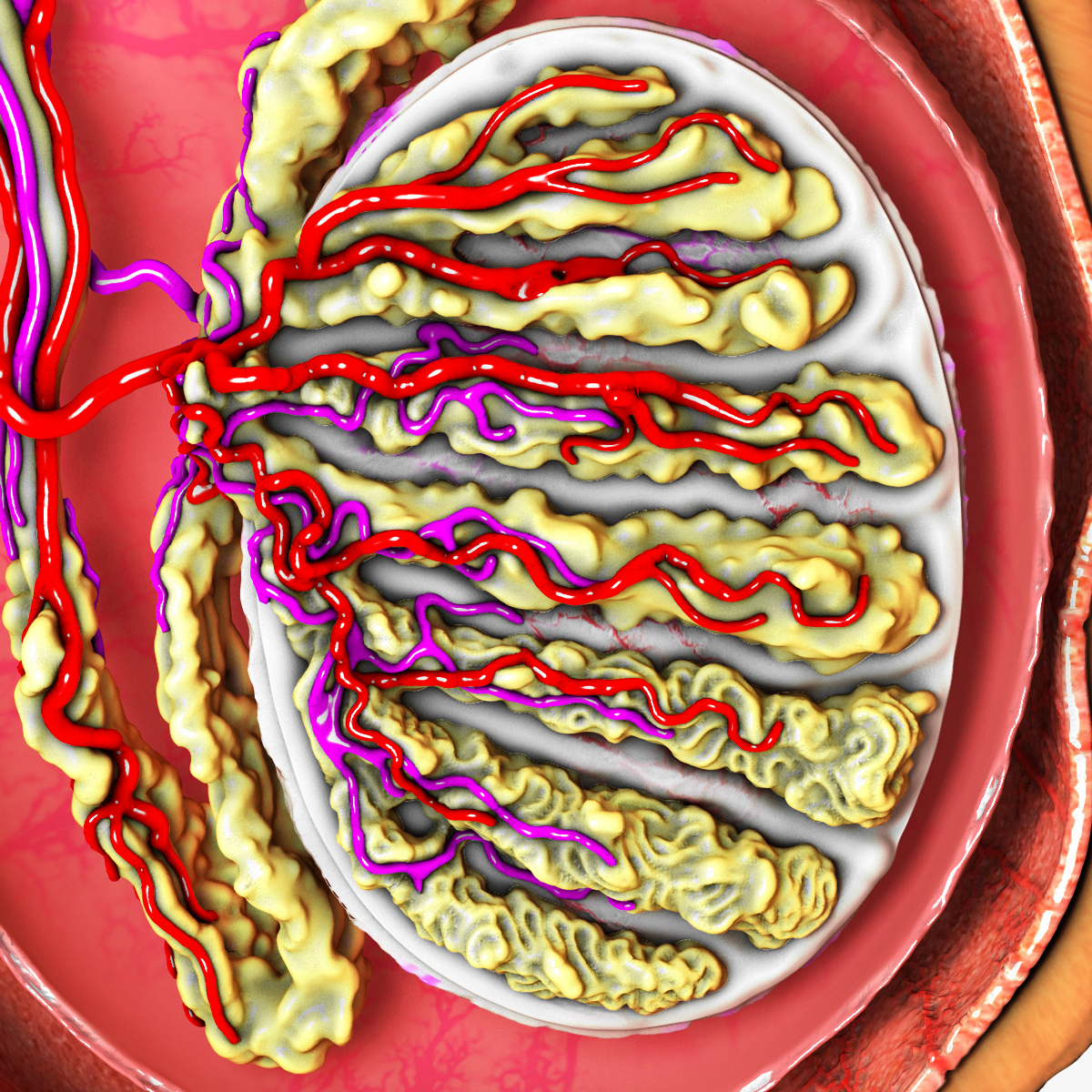 human testis scrotums 3d model