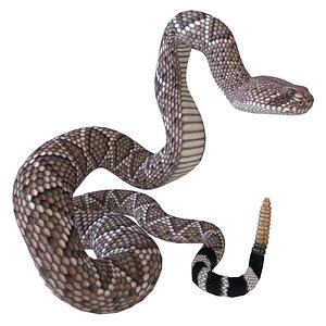 3D western diamondback rattlesnake reptile
