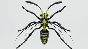 Wasp insect nature