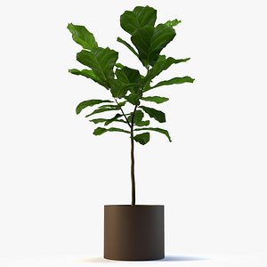 fig plant 3d model