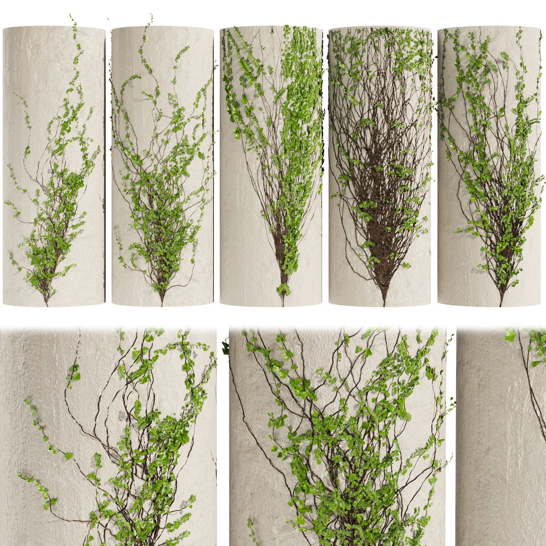 3D Collection plant vol 423 - Hedera - outdoor - leaf - fitowall - ivy - 3dmax - cinema 4d model https://p.turbosquid.com/ts-thumb/yo/8Af4Kr/w2/1/jpg/1670115528/1920x1080/fit_q87/d4f750670a1c8a66bfc61e891ca0ac9bfc6cf093/1.jpg