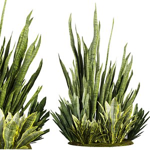 Collection plant vol 645 - sansveria - leaf